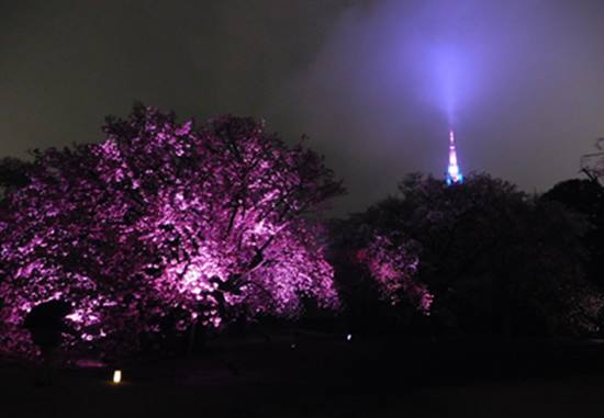 新宿御苑の桜 ライトアップ 時間や期間はいつまで 公園だけど入場料はかかるの エンタメライフ